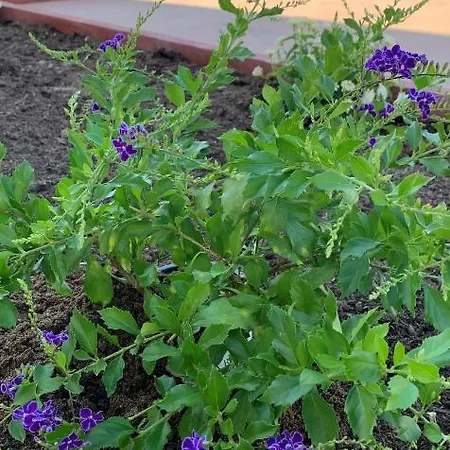 Residenza “la Vecchia Ancora” 4*