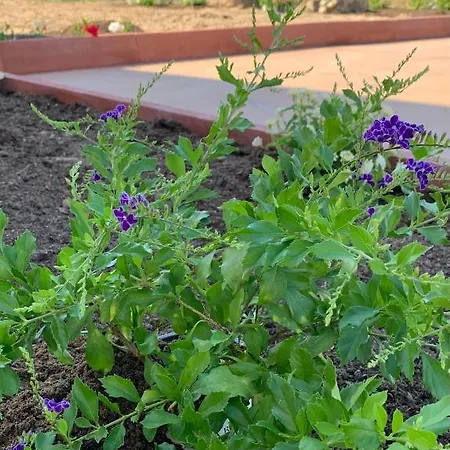 Nocleg ze śniadaniem Residenza “la Vecchia Ancora” Castelsardo