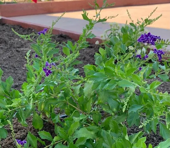 Bed and breakfast Residenza “la Vecchia Ancora” Castelsardo